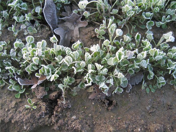 تنش یخبندان